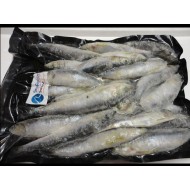 Sardine 1kilo