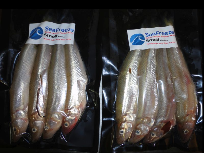 frozen sea fishing bait
