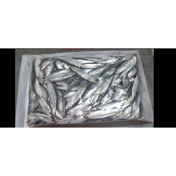 Sprat 3kilo