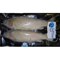 Trout (8"Plus fish x2)