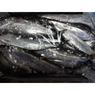 Herring 3kilo box