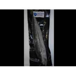 Mackerel 1's Large