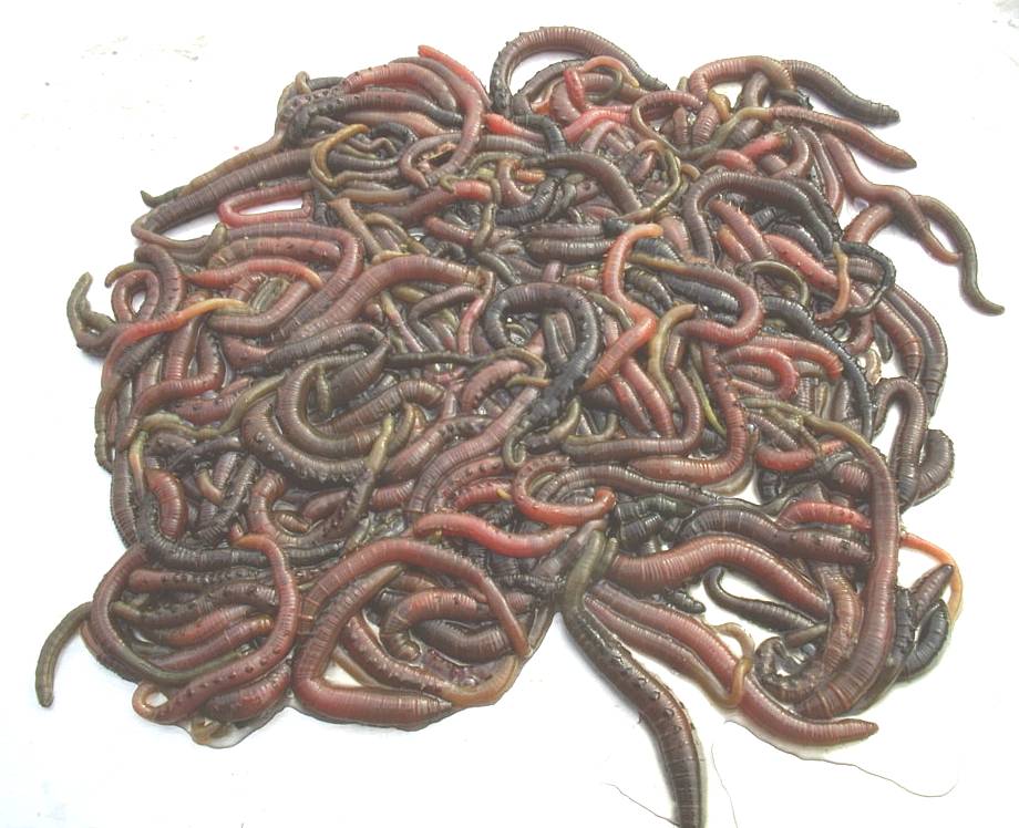 lugworm online